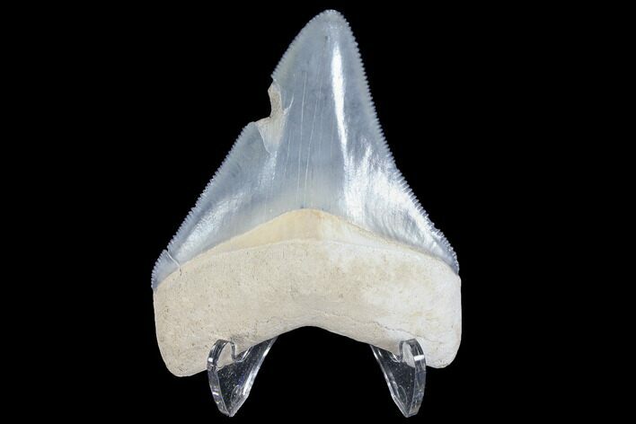 Serrated, Bone Valley Megalodon Tooth - Florida #99878